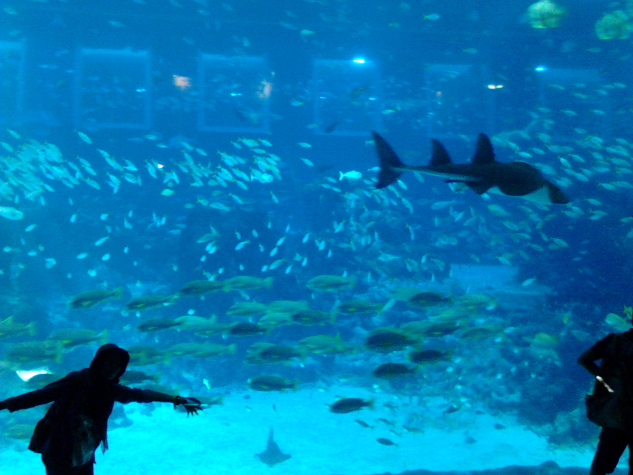 Eksplore Laut di S.E.A. Aquarium Singapore