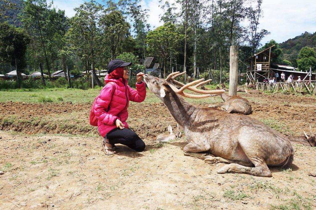 5 Aktivitas Seru Di Ranca Upas Untuk Liburan Keluarga Siti Mustiani